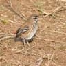 White-browed Scrub Robin
