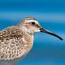 Curlew Sandpiper