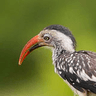 Southern Red-billed Hornbill