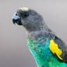 Meyer's Parrot