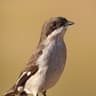 Fiscal Flycatcher