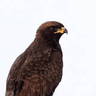 Wahlberg's Eagle