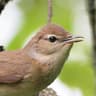 Garden Warbler