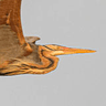 Purple Heron