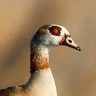 Egyptian Goose