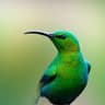 Malachite Sunbird