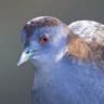 Baillon's Crake