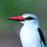 Woodland Kingfisher