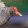 Common Moorhen