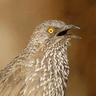 Arrow-marked Babbler