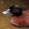 Maccoa Duck