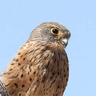 Rock Kestrel