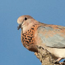 Laughing Dove