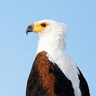 African Fish Eagle