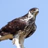 African Hawk-Eagle