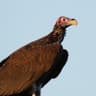 Lappet-faced Vulture