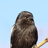 Magpie Shrike