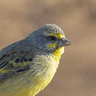Yellow-fronted Canary