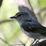 Grey Tit-Flycatcher