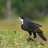 Black Sparrowhawk