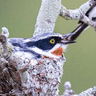 Chinspot Batis