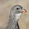 Cape Spurfowl