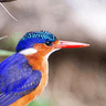 Malachite Kingfisher