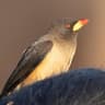 Yellow-billed Oxpecker