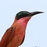 Southern Carmine Bee-eater