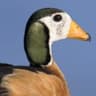 African Pygmy Goose