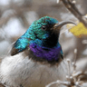 White-bellied Sunbird