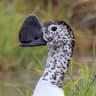 Knob-billed Duck
