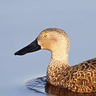 Cape Shoveler