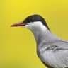 Whiskered Tern