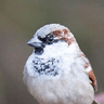 House Sparrow