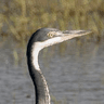 Black-headed Heron