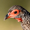 Swainson's Spurfowl
