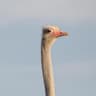 Common Ostrich
