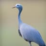 Blue Crane