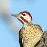 Bennett's Woodpecker