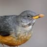 Olive Thrush