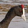 Red-knobbed Coot