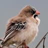Scaly-feathered Weaver