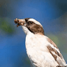 White-browed Sparrow-Weaver