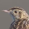 Cloud Cisticola
