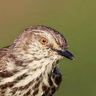 Karoo Prinia