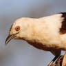Southern Pied Babbler