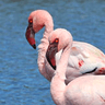 Lesser Flamingo