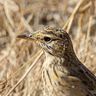 African Pipit