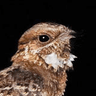 Fiery-necked Nightjar